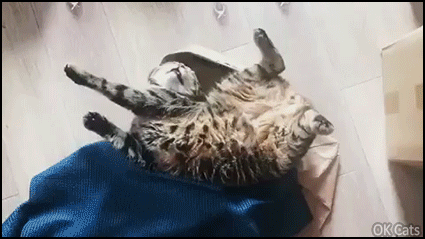 Weird Cat GIF • Boneless cat is very tired, sleeping in weird position. Well, it's a coma nap [ok-cats.com]