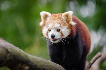 Un adorable Panda Rojo de hermosos colores (imágenes)