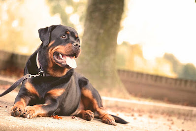 Top 3 types of Rottweiler | Rottweiler Dog Breed Information and Characteristics