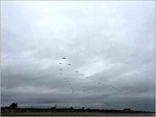 Pelicans in flight