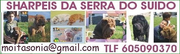 SHAR PEIS DA SERRA DO SUIDO