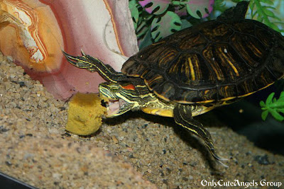 Turtles_Eating_Things