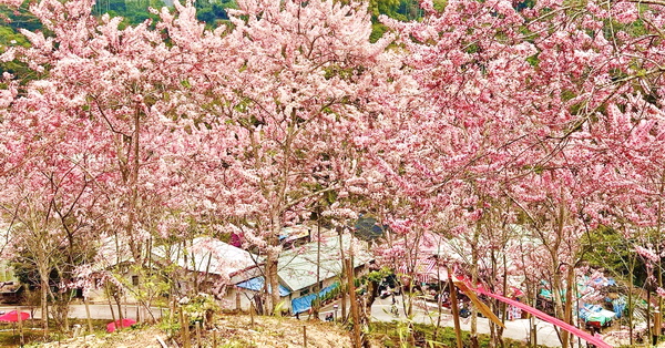 嘉義竹崎阿拉伯的粉紅村花旗木秘境，近400棵泰國櫻花免費入園