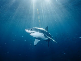 Great White Sharks Facts