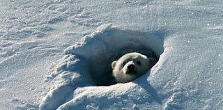 POLAR BEAR PEEPING FROM HOLE IN SNOW