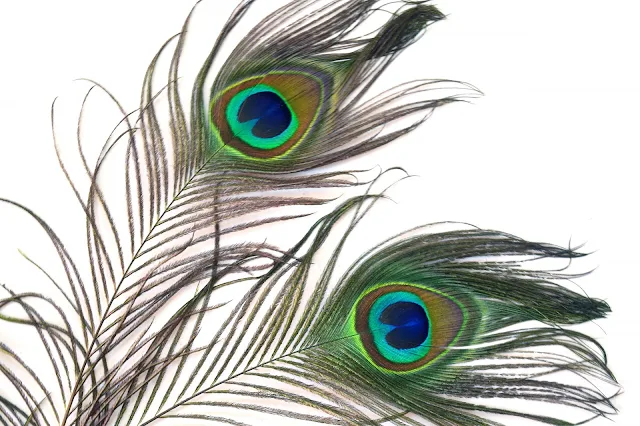 beautiful god krishna peacock feather blue