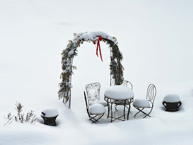 Winter Garden in Snow