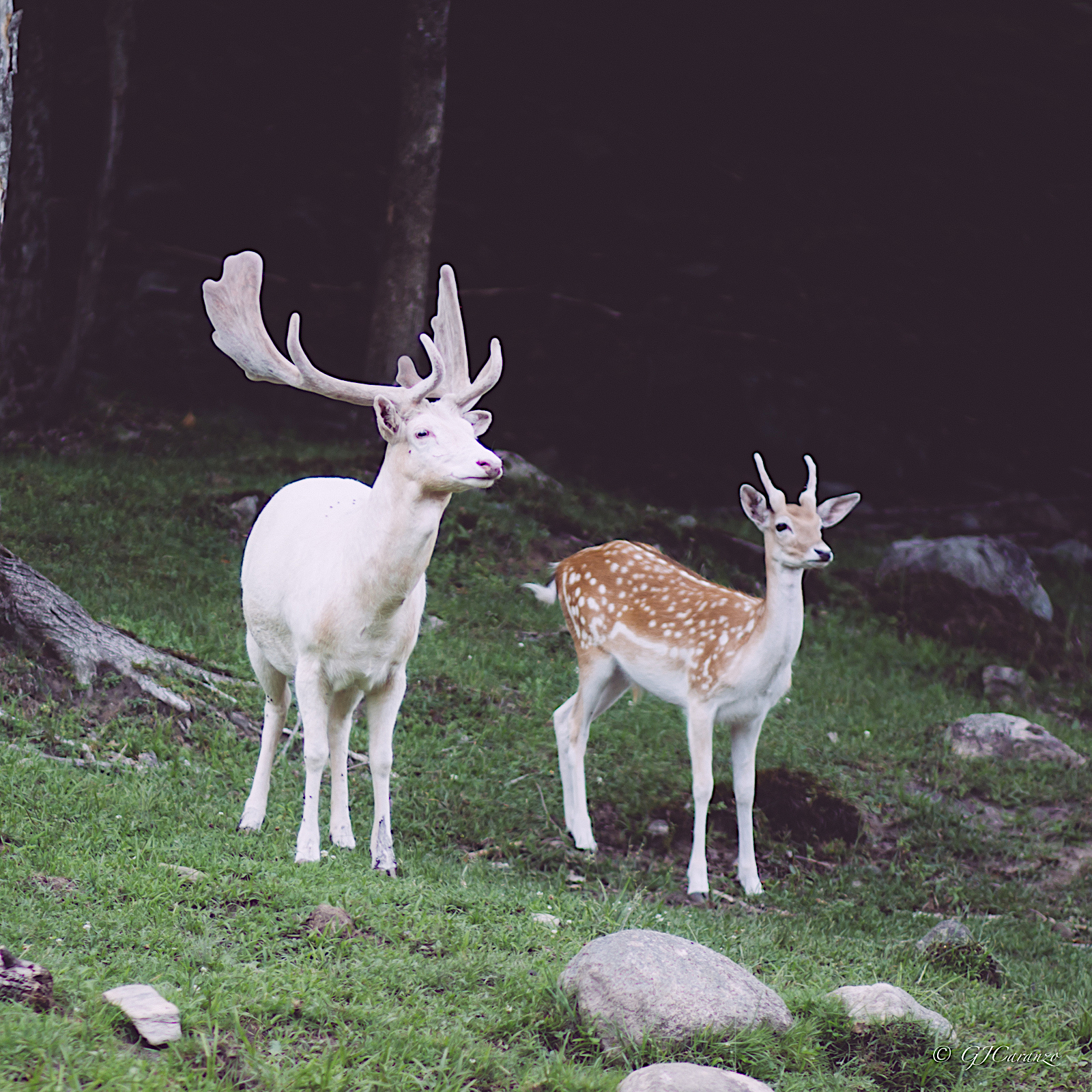 Parc Omega: Things To Do in Quebec, Canada