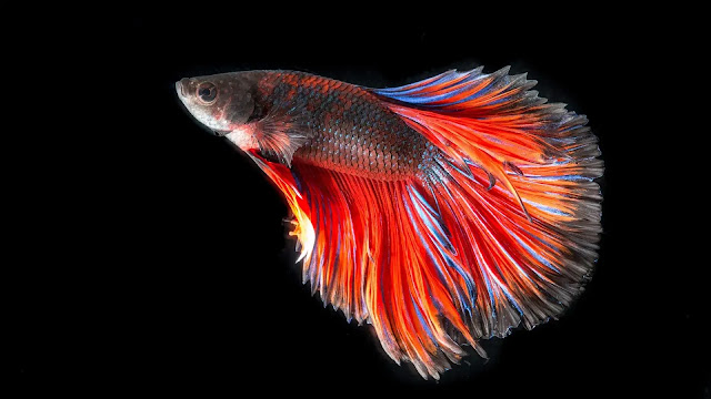 Betta Fish