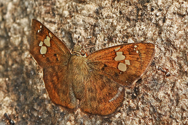 Pseudocoladenia dan the Fulvous Pied Flat butterfly