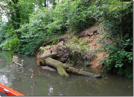 6 bank collapse and tree