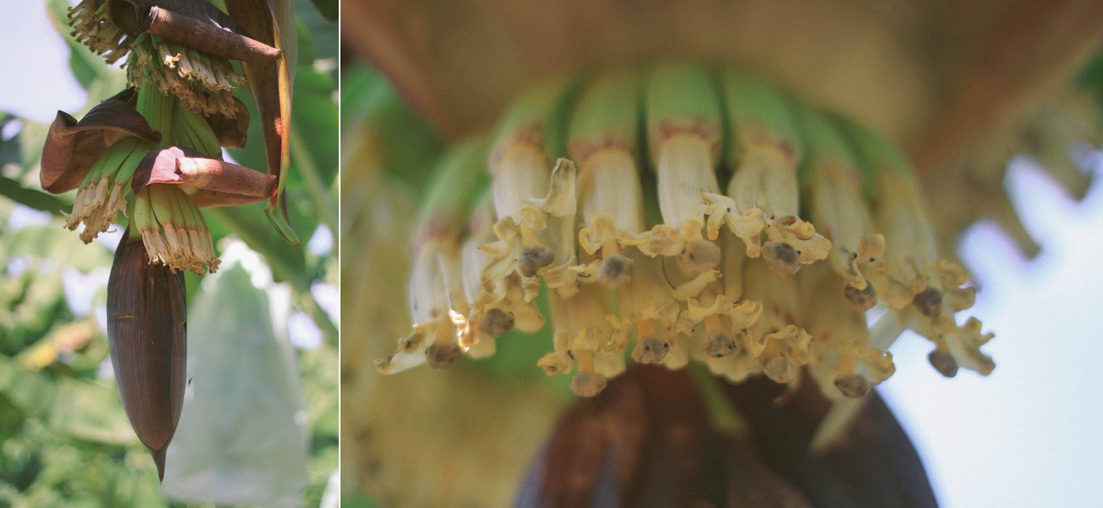 Agriculture Is Our Business: Koleksi Gambar Tanaman Pisang 