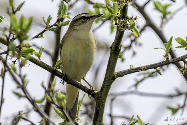 Sedge warbler