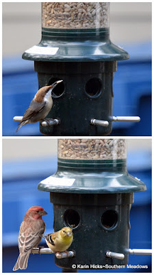 song birds at feeder