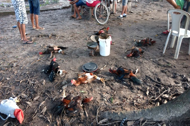 Polícia ambiental autua homem por promover rinha de galo em Socorro