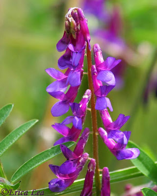 vetch