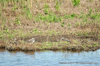 Greater Yellowlegs