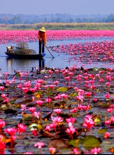 How to Visit Thailand on a Budget | Red Lotus Sea, Located in Udonthani | Thailand