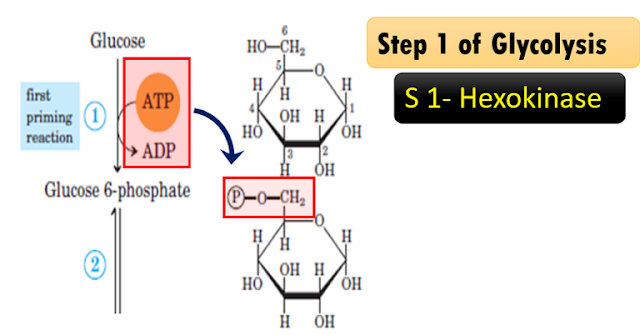 Transferases enzyme example Hexokinase