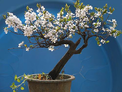 bonsai trees