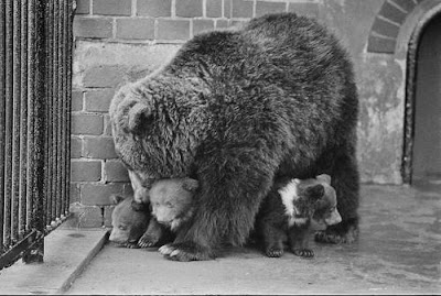 Black and White Photography of Zoo Animals - Classic Zoo Pictures