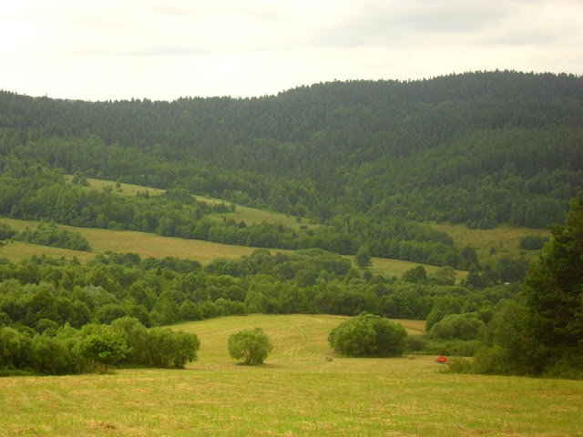 Pole w Bieszczadach