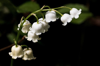 Close up image of Lily of the Valley