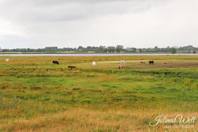 Naturschutzgebiet Schwansener See an der Ostsee Rinder