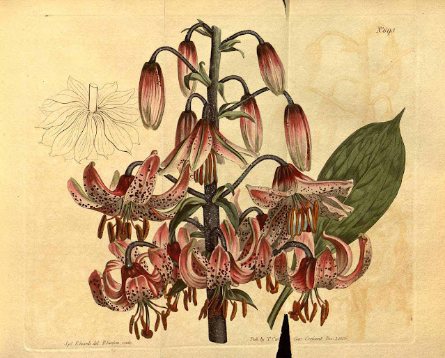 Лилия кудреватая (Lilium martagon)