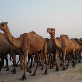 Melihat Peluang Usaha Beternak Unta
