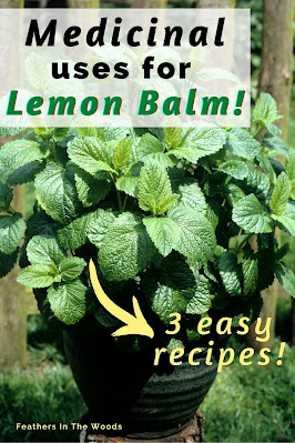 Large medicinal lemon balm plant