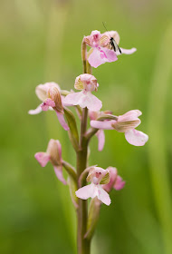 Green-winged Orchid - Muston Meadows, Leicestershire