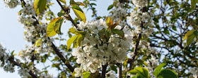 Frugttræernes hvide blomster