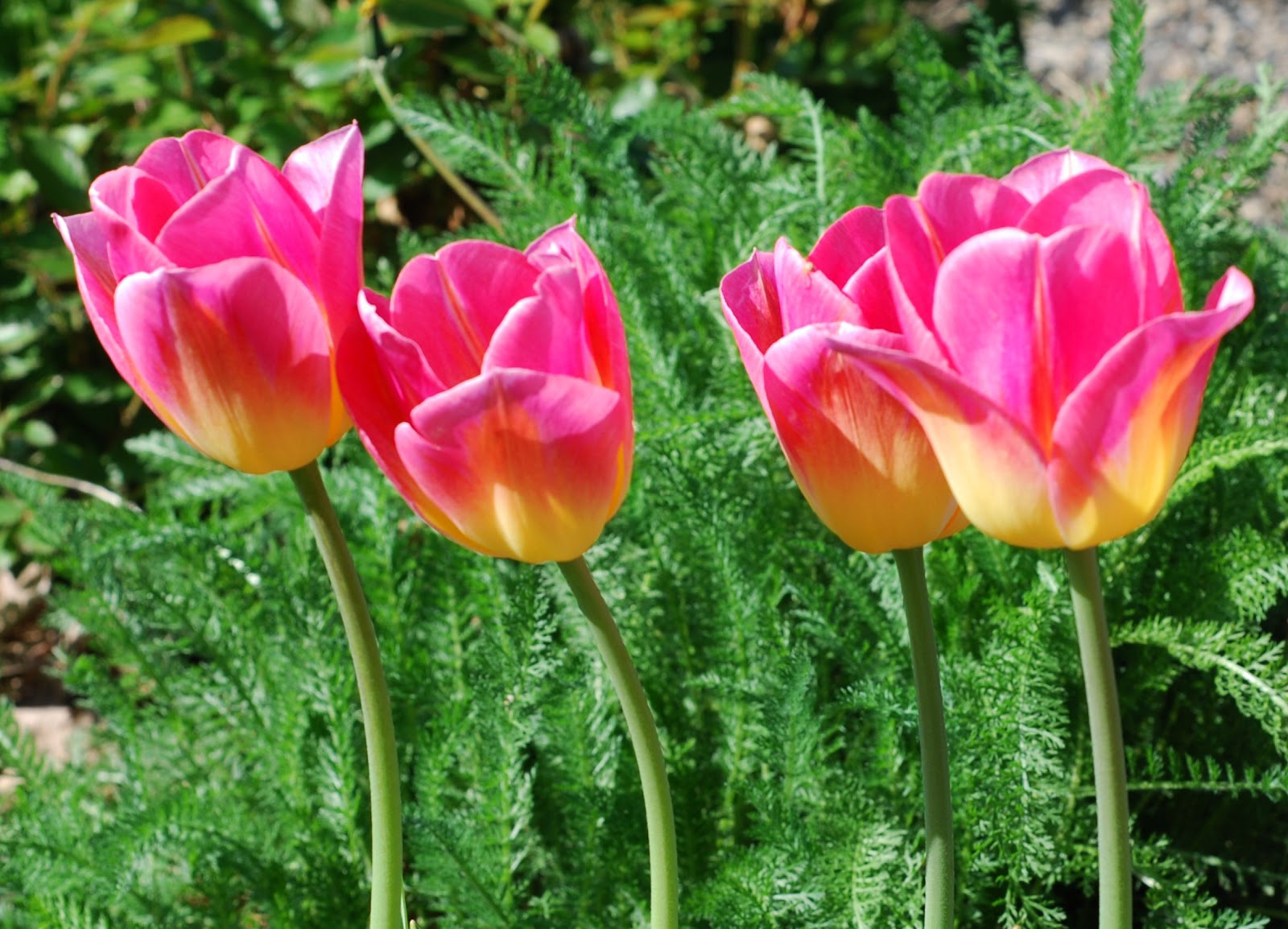 types of korean flowers Types of Pink Tulips Flowers | 1600 x 1154