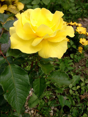 Sunsprite rose