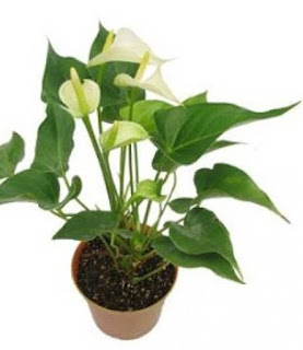 Cara menanam Anthurium dalam pot
