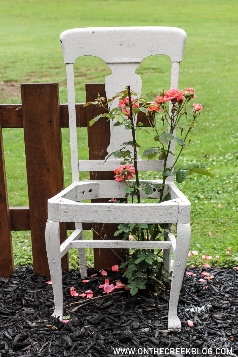 Climbing Roses in chairs | On The Creek Blog