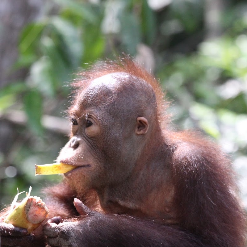 25+ Konsep Terkini Baby Orangutan Feeding