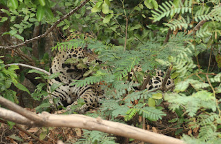 Panthera onca, Jaguar, Mick, Fabrice Schmitt