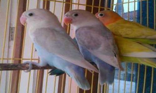 http://miefbird.blogspot.com/2016/03/cara-memilih-lovebird-muda-prospek-lomba.html