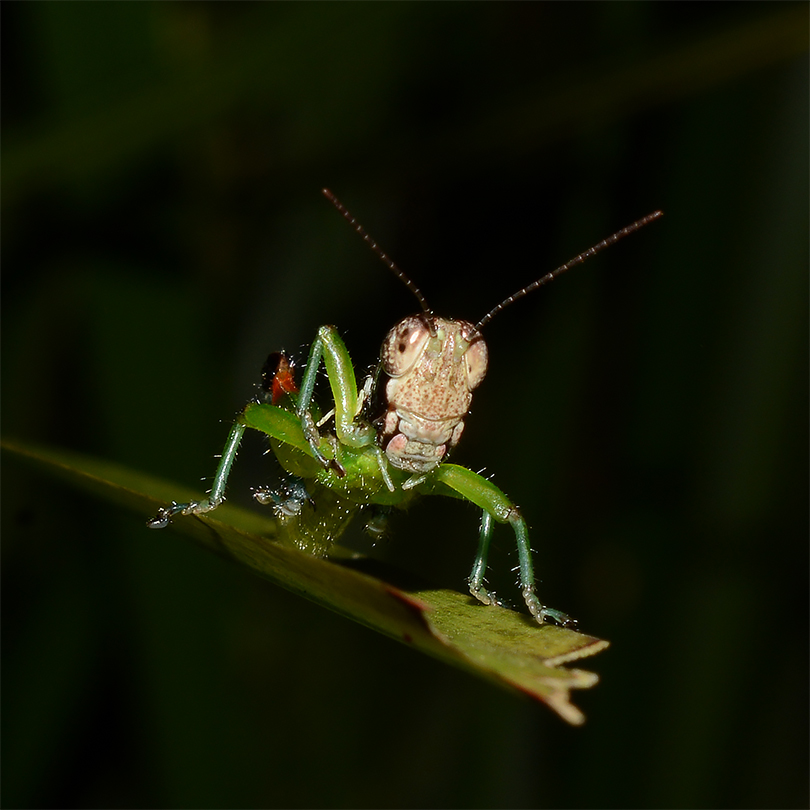 A juvenile grasshopper, scratching itself