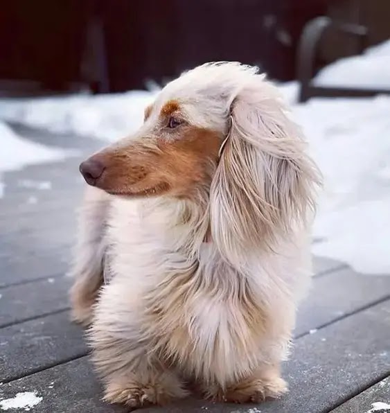 20 Dachshunds With The Most Beautiful Coat Patterns. - Dog Red Line