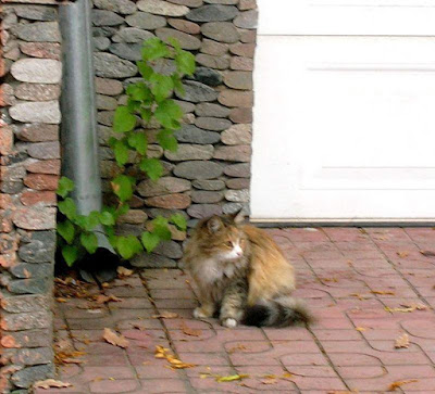 Ташкент. Кошки с Салара. Tashkent. Cats from Salar.