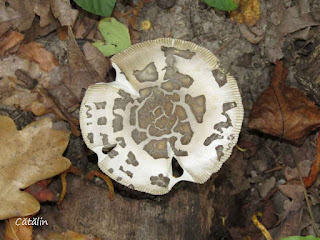 Amanita ceciliae IMG15809