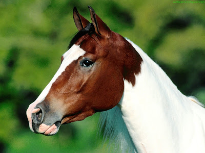 Horse Standard Resolution Wallpaper 60