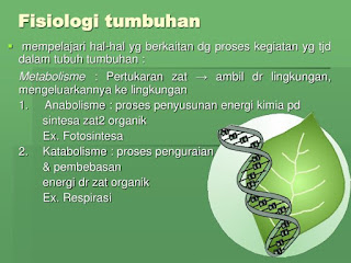 Materi Morfologi dan Fisiologi Tumbuhan