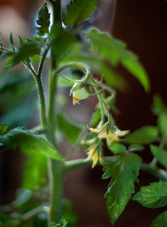 photo of a young tomato plant