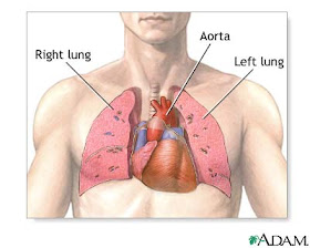 Have You Got Muscles Outside Rib Cage The Rectus Abdominis And Friends An Intro To The Ab Muscles I Take Some Medicine When I Get A Headache Carriage Pictures