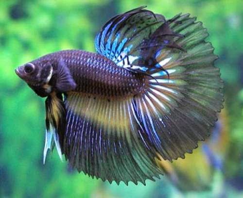 Info Ikan Hias Cupang Dan Gambar