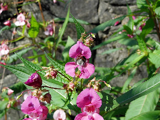 Hummel in Drüsigem Springkraut